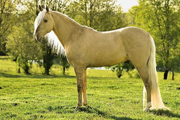 dunalino-tennessee-walking-horse