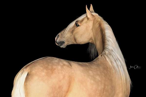 trail-horse-tennessee-walking