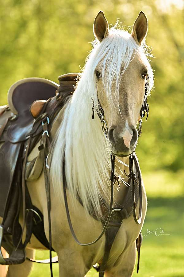 family-horse-tennessee-walking