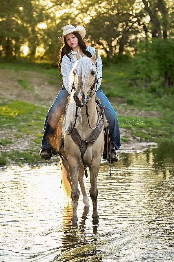 twhbea-tennessee-walking-horse