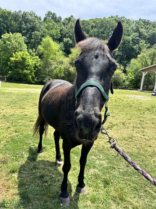 beginner-mare