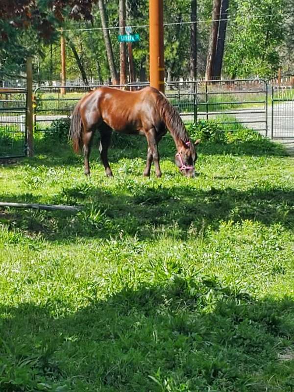 blaze-horse