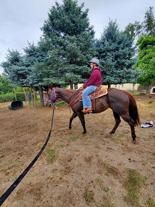 oset-appaloosa-horse