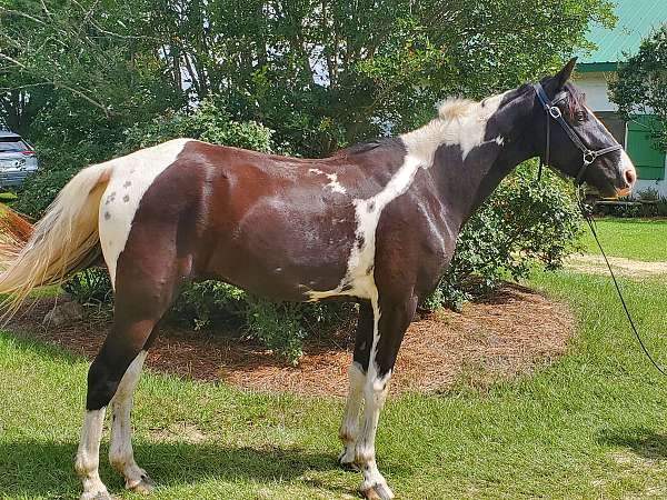 black-tobiano-twhbea-horse