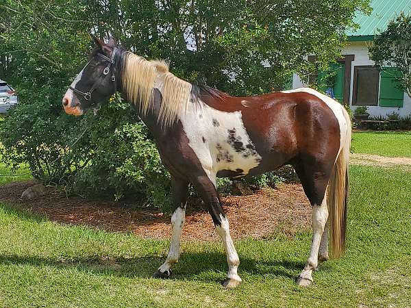 tobiano-tennessee-walking-gelding