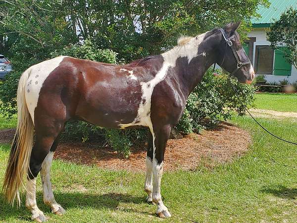 tobiano-twhbea-gelding