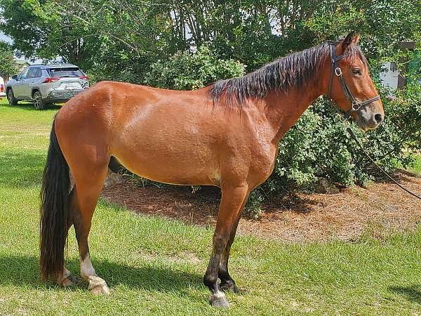 bay-points-horse