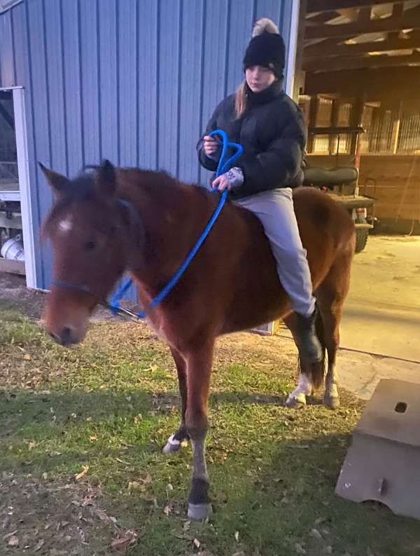 hind-socks-horse
