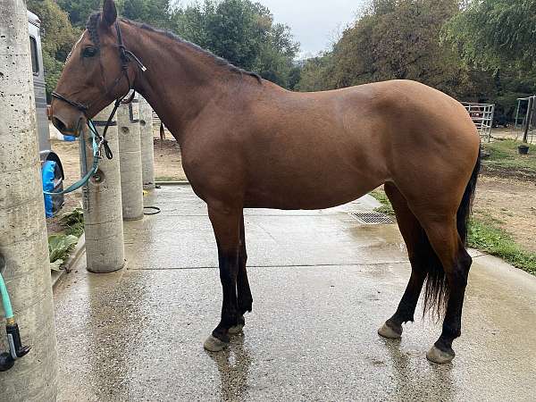 lusitano-mare