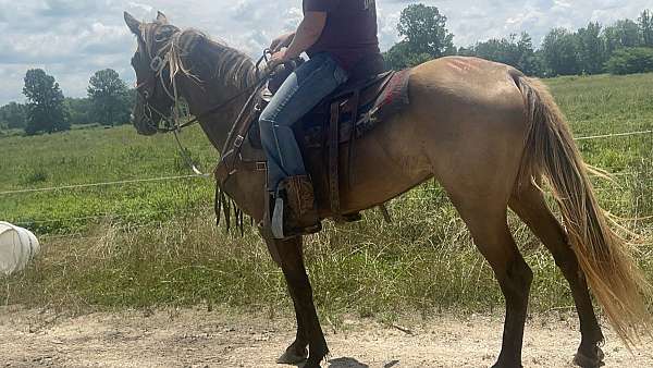 all-around-trail-palomino-rocky-mountain-horse