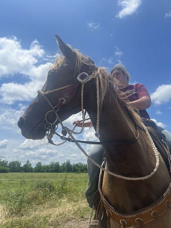 chocolate-palomino-palomino-rocky-mountain-mare