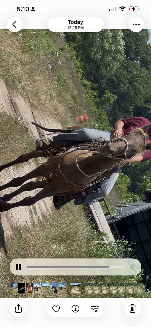 chocolate-palomino-all-around-trail-horse