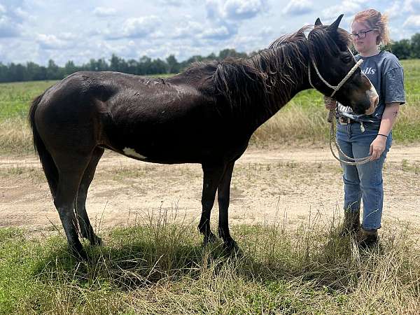 pony-mare