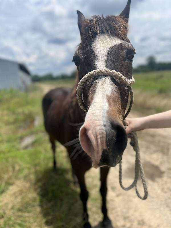 pony-for-sale