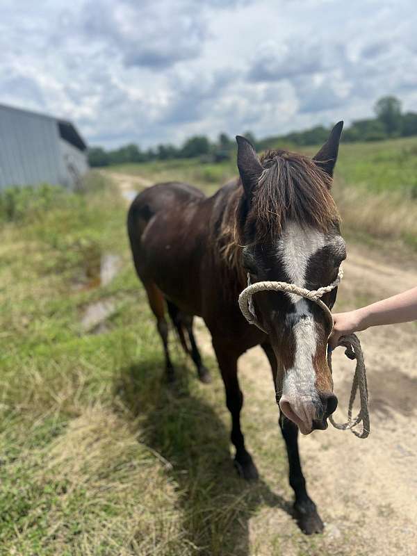 pony