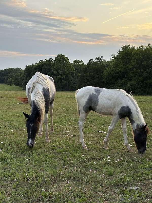 blue-roan-roan-spotted-colt-mare