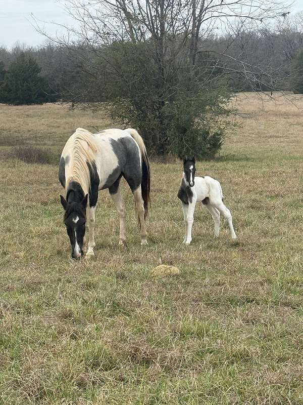 blue-roan-roan-gaited-halter-horse