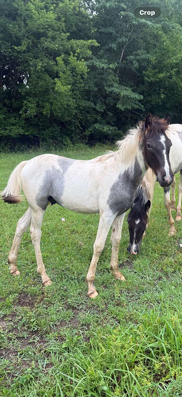 gaited-halter-spotted-horse