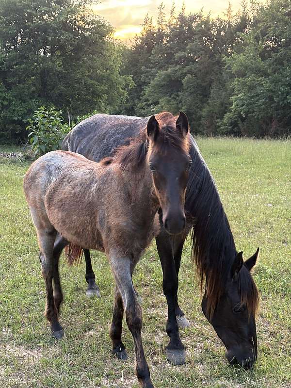 blue-roan-tennessee-walking-filly