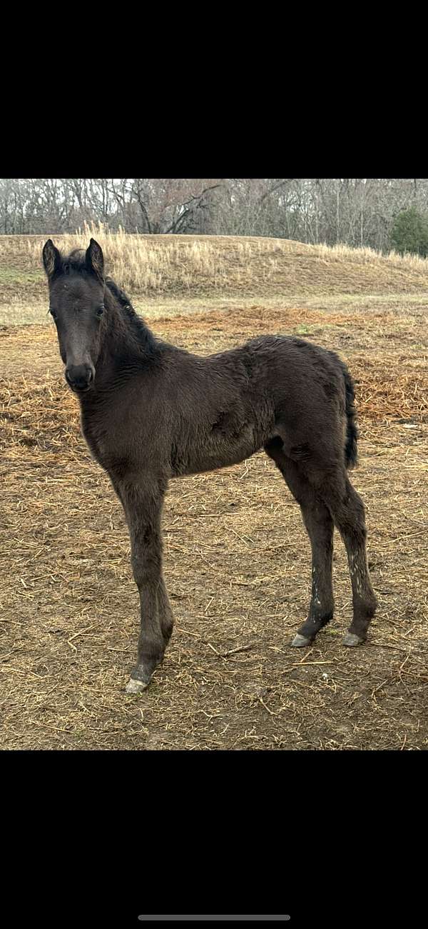 blue-roan-twhbea-filly