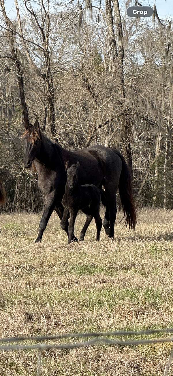 blue-roan-twhbea-horse