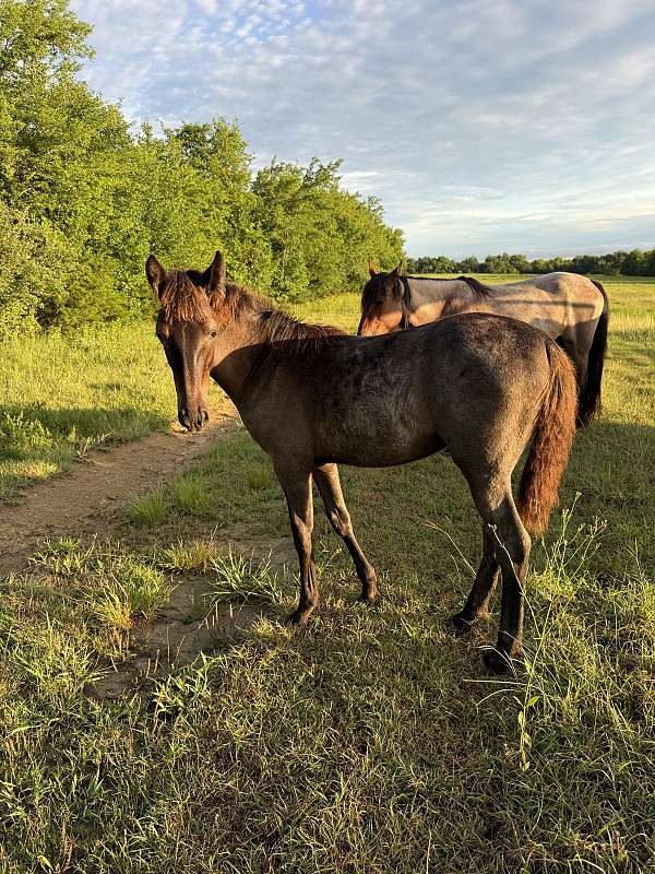 affordable-tennessee-walking-horse