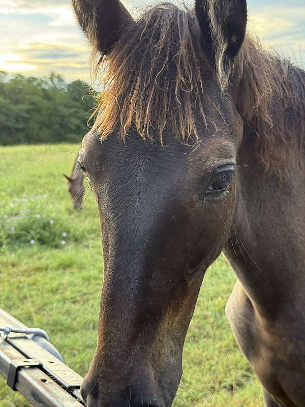 extremely-filly