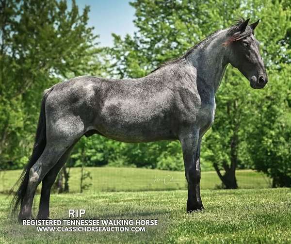 black-roan-tennessee-walking-pony