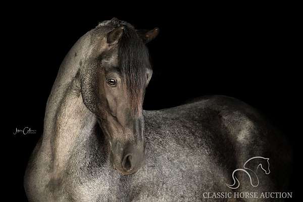 blue-tennessee-walking-pony