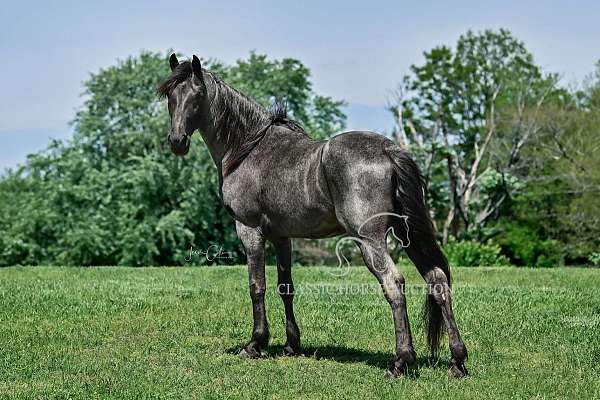 blue-roan-tennessee-walking-pony