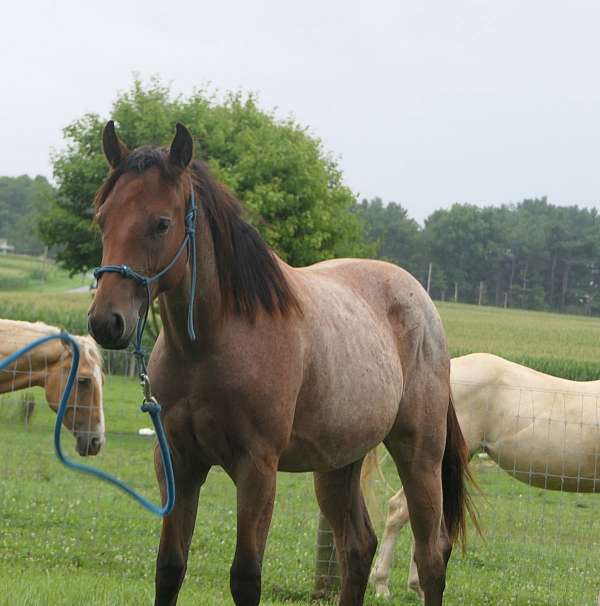 buckskin-gelding-weanling