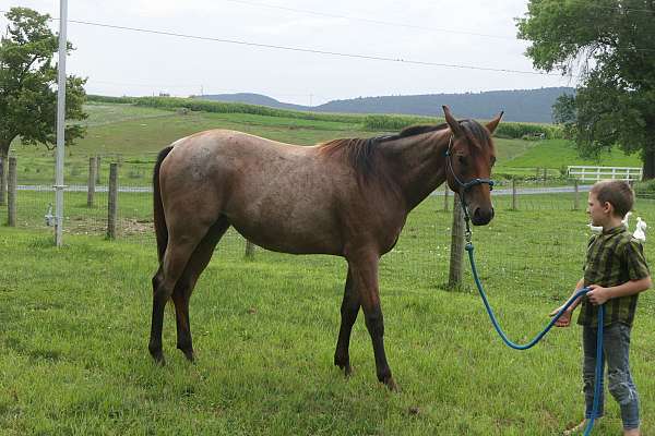 buckskin-quarter-horse-gelding