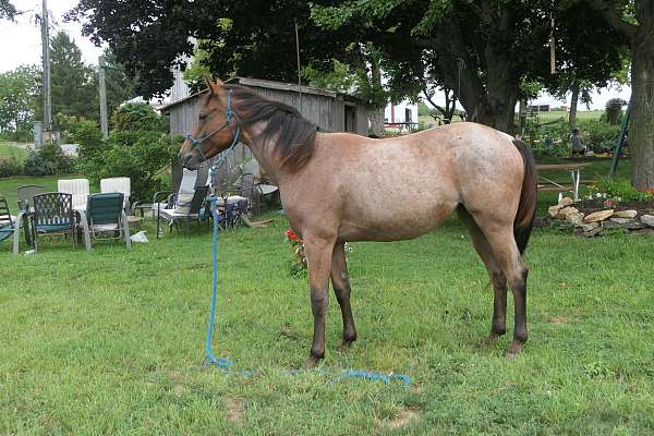 buckskin-aqha-gelding