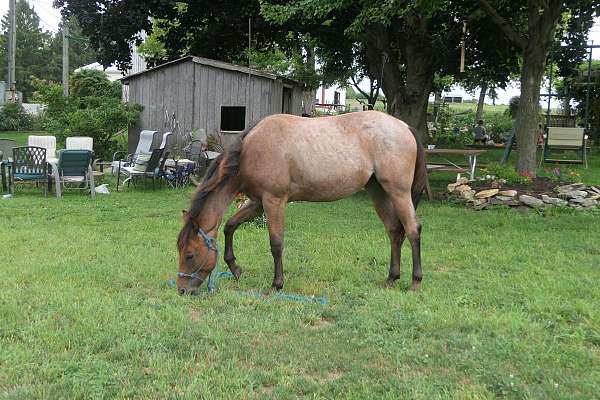buckskin-aqha-horse