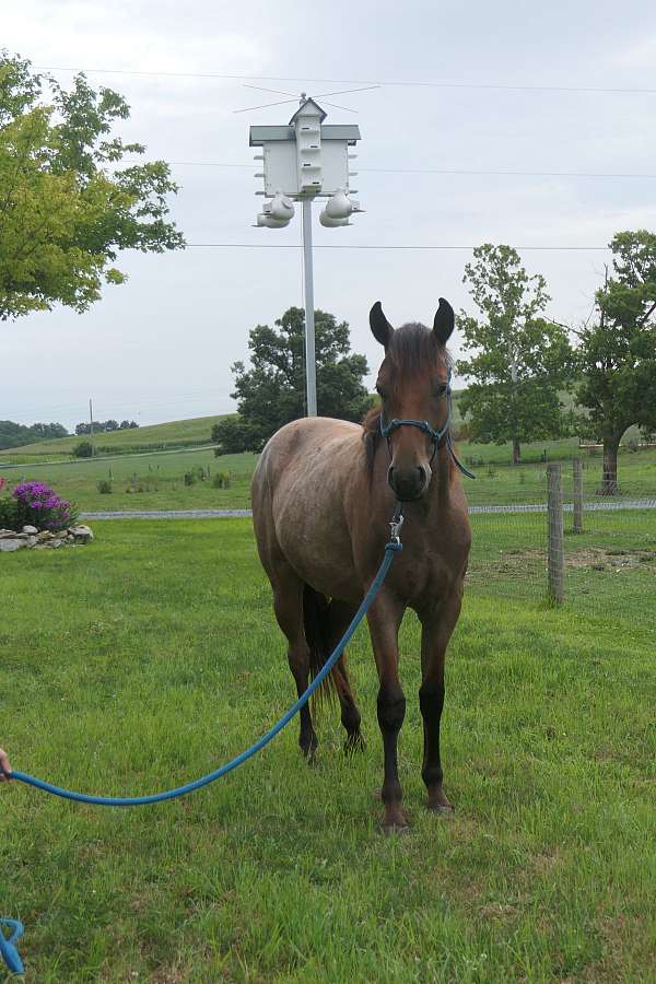 buckskin-gelding-for-sale