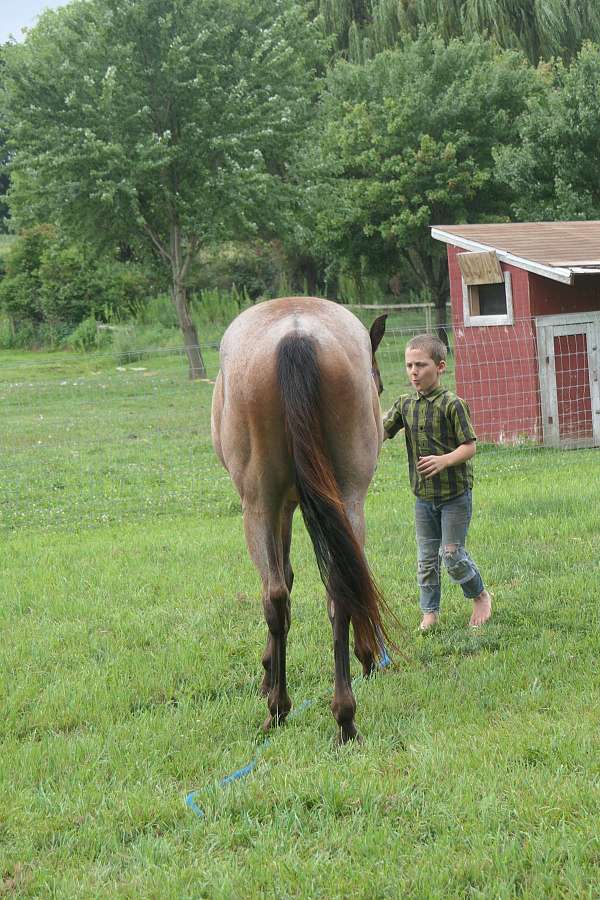 aqha-gelding