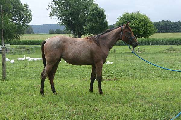 male-quarter-horse