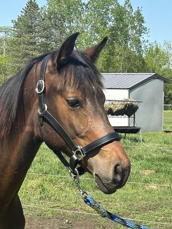 beautiful-mover-oldenburg-horse