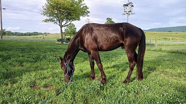 appaloosa-horse