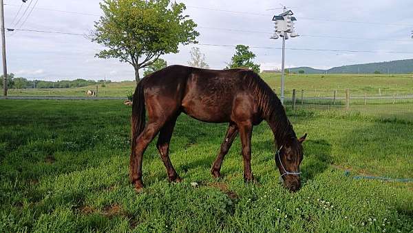 appaloosa-gelding-horse