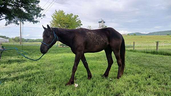 don-appaloosa-horse