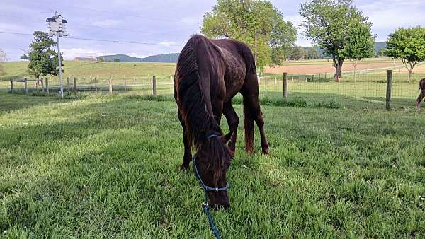 excellent-appaloosa-horse