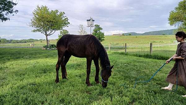 few-appaloosa-horse