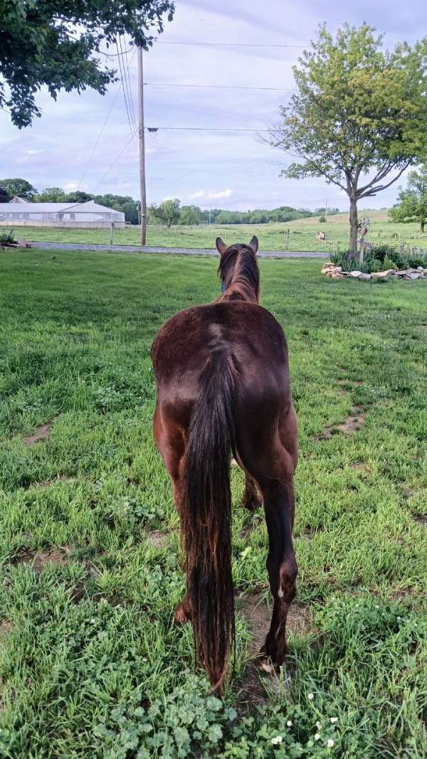 finish-appaloosa-horse