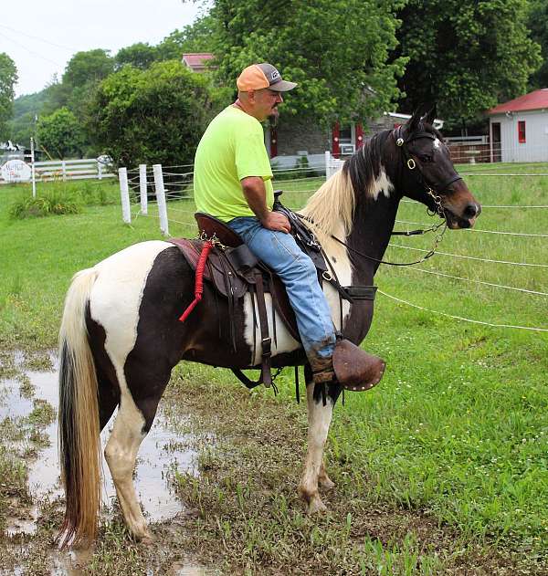 15-hand-spotted-saddle-gelding