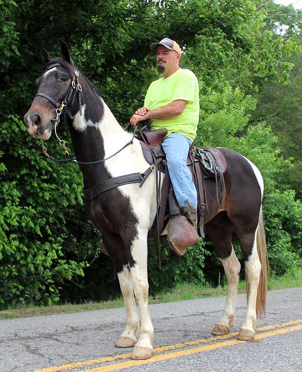 15-hand-spotted-saddle-horse