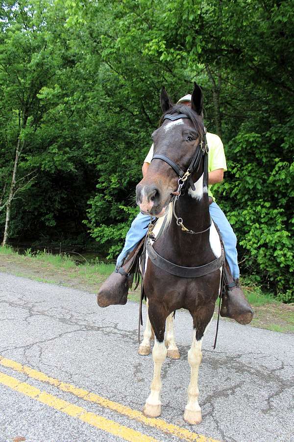 15-hand-gelding