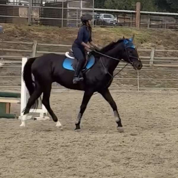 san-dimas-thoroughbred-horse