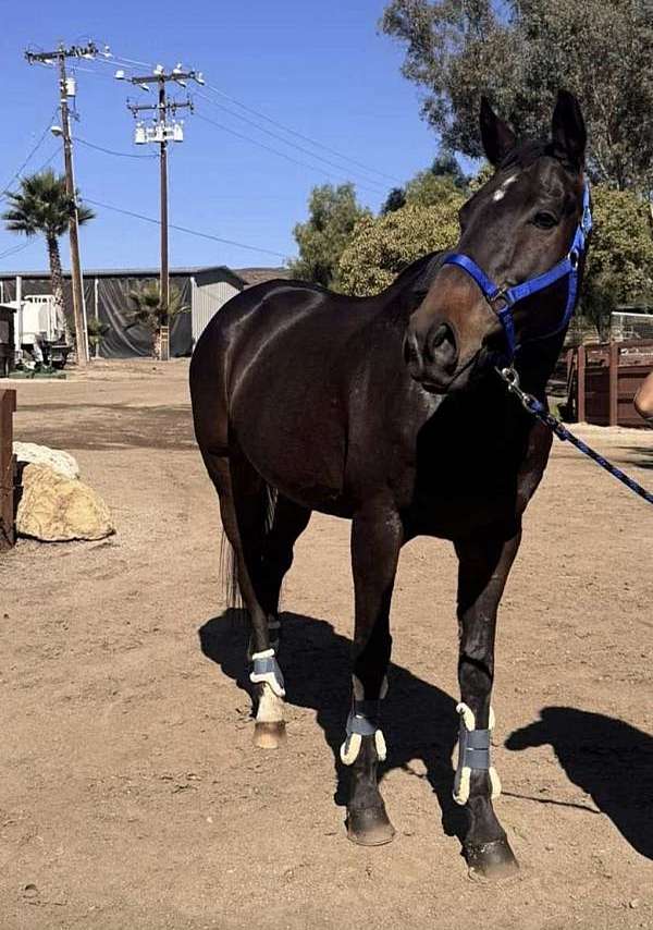 all-thoroughbred-horse