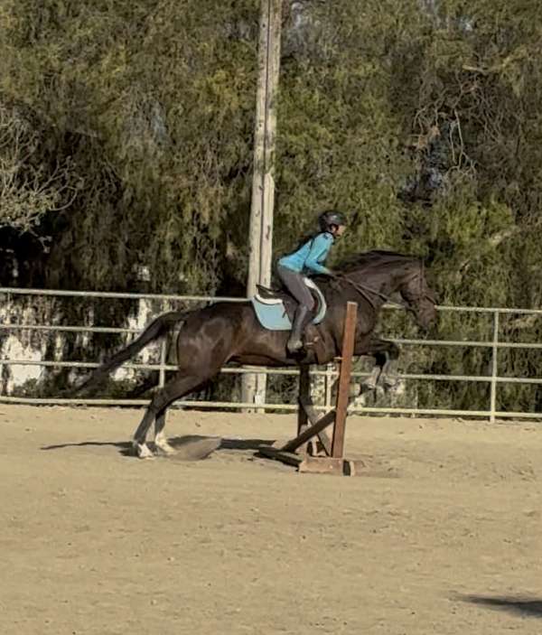 san-dimas-gelding